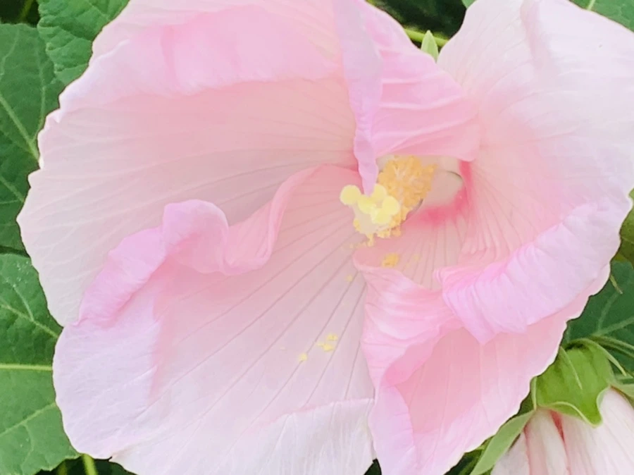 IMG_6043.jpg?type=w966