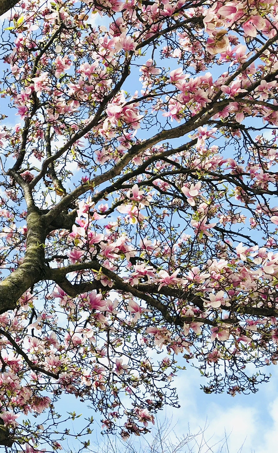 IMG_3197.jpg?type=w966