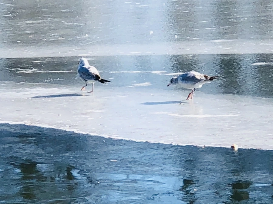 IMG_7806.jpg?type=w966