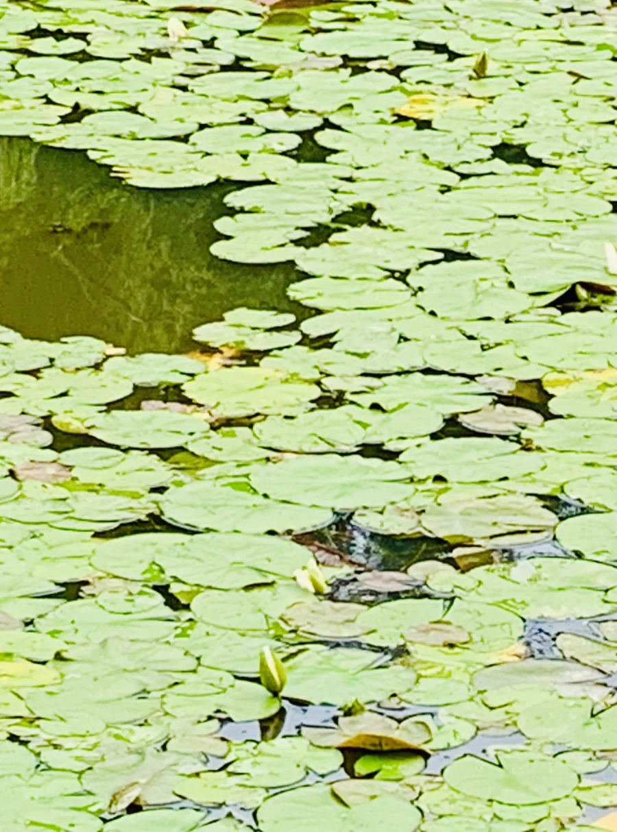 IMG_2968.jpg?type=w966