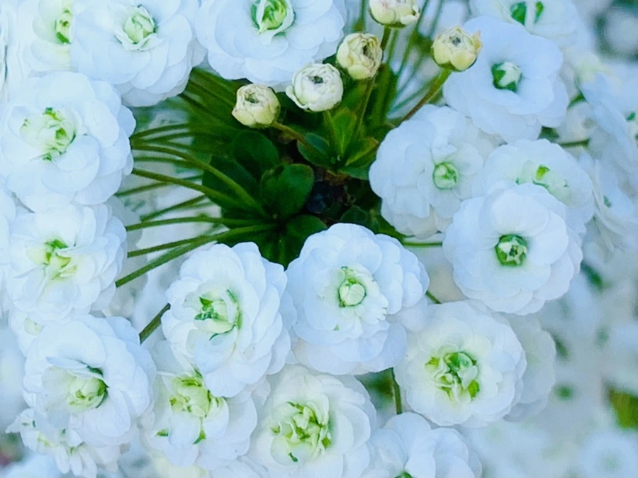 IMG_3289.jpg?type=w966