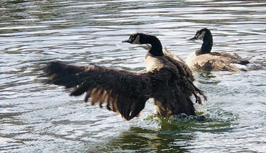 IMG_3606.jpg?type=w966