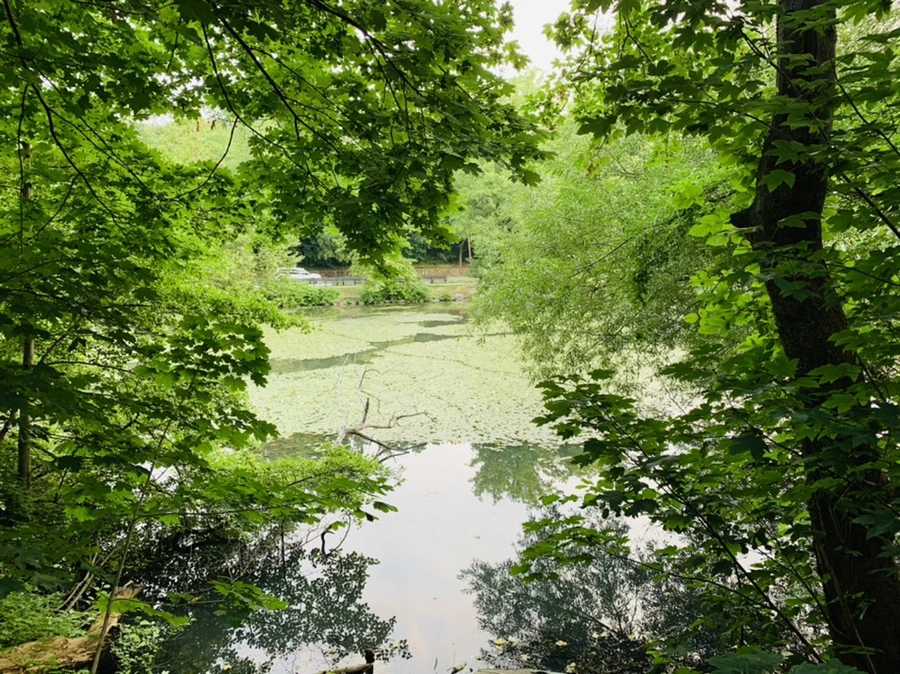 IMG_1474.jpg?type=w966