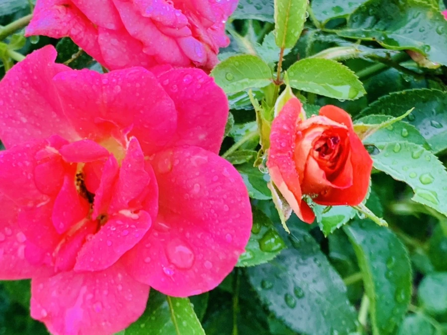 IMG_8800.jpg?type=w966