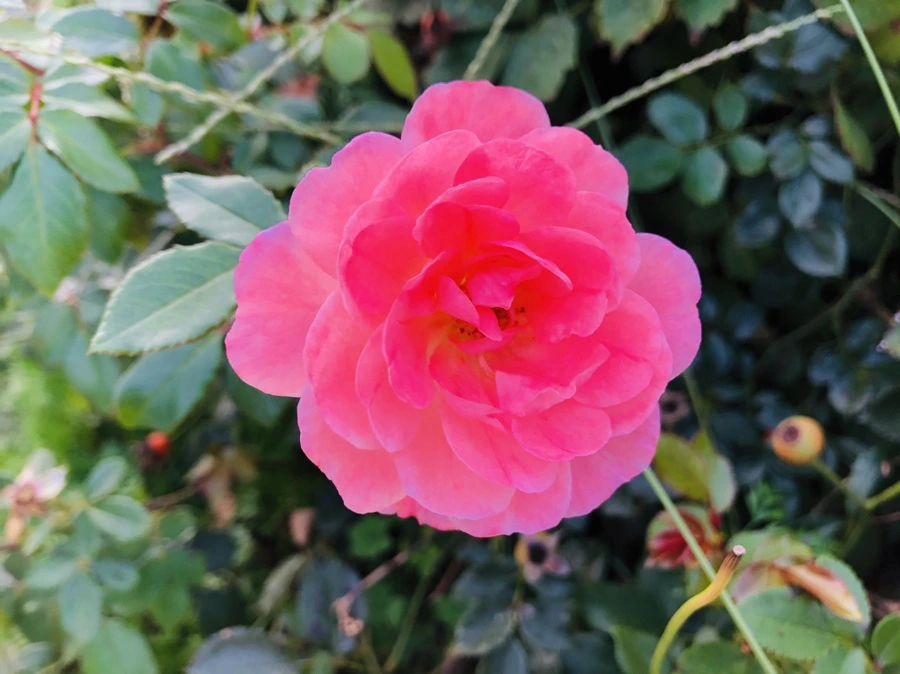 IMG_0176.jpg?type=w966