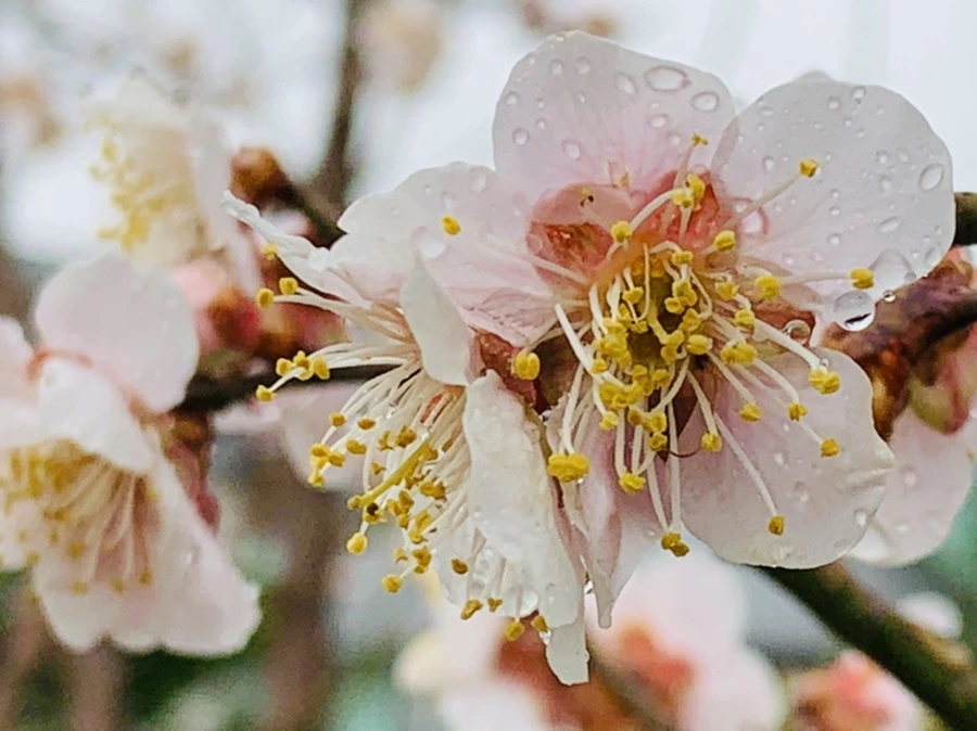 IMG_1895.jpg?type=w966