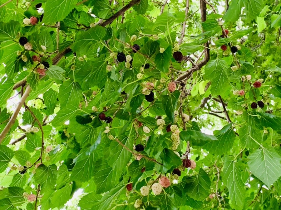 IMG_2700.jpg?type=w966