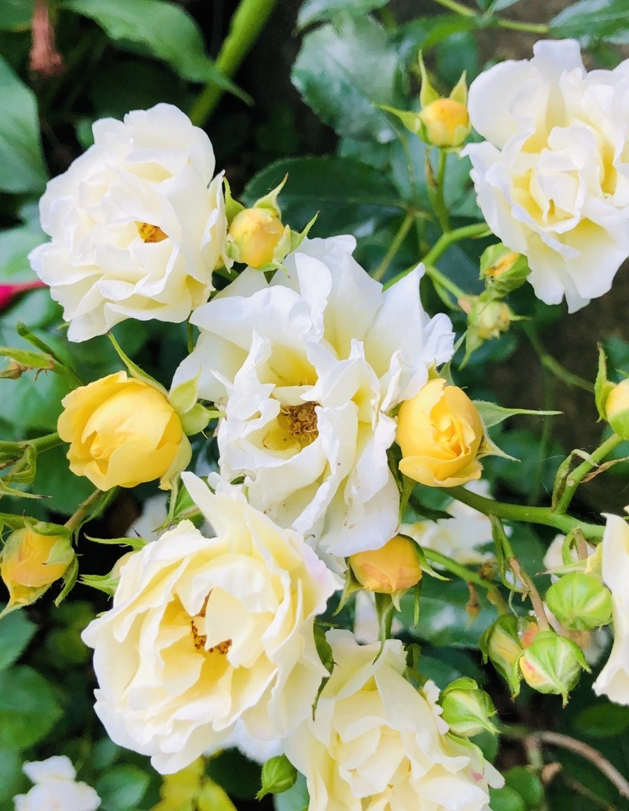 vY77xtFvtsKgxpEDRPUhrYxbl7g