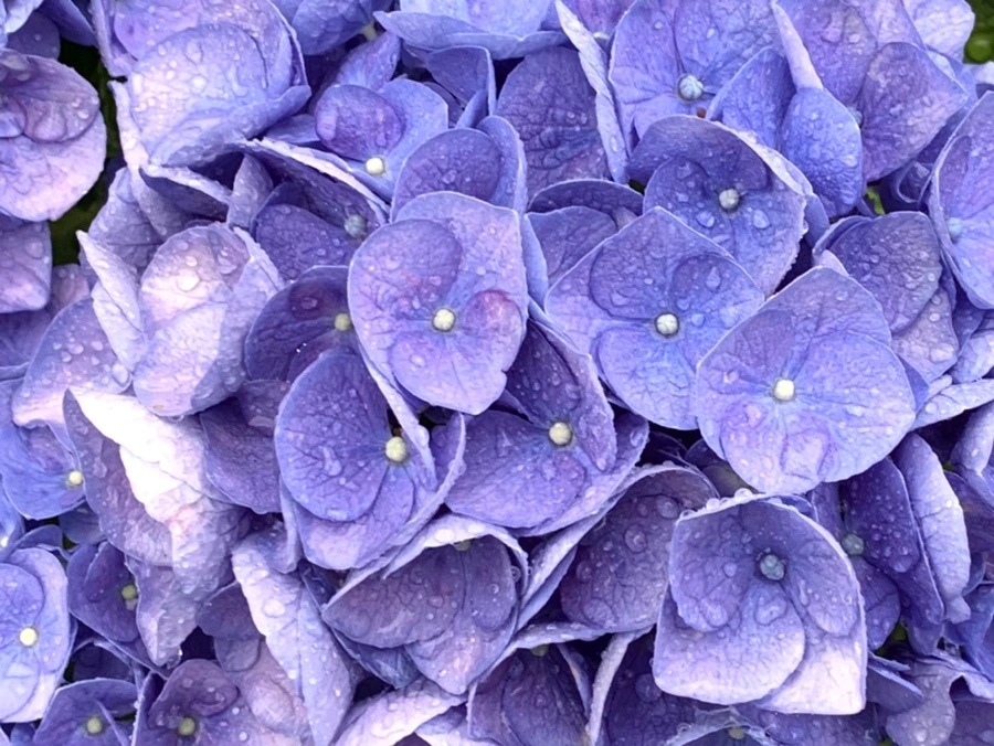 IMG_6189.jpg?type=w966