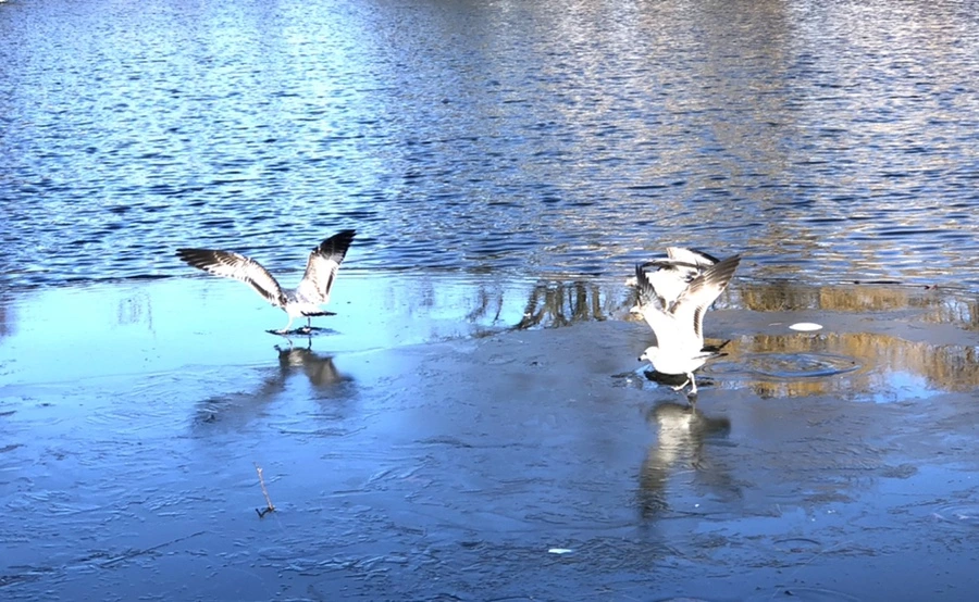 IMG_0532.jpg?type=w966