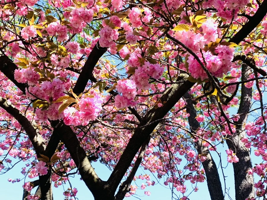 IMG_5987.jpg?type=w966