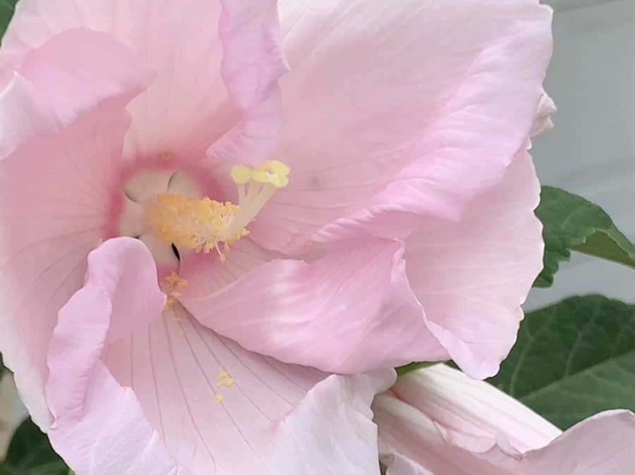 IMG_6046.jpg?type=w966