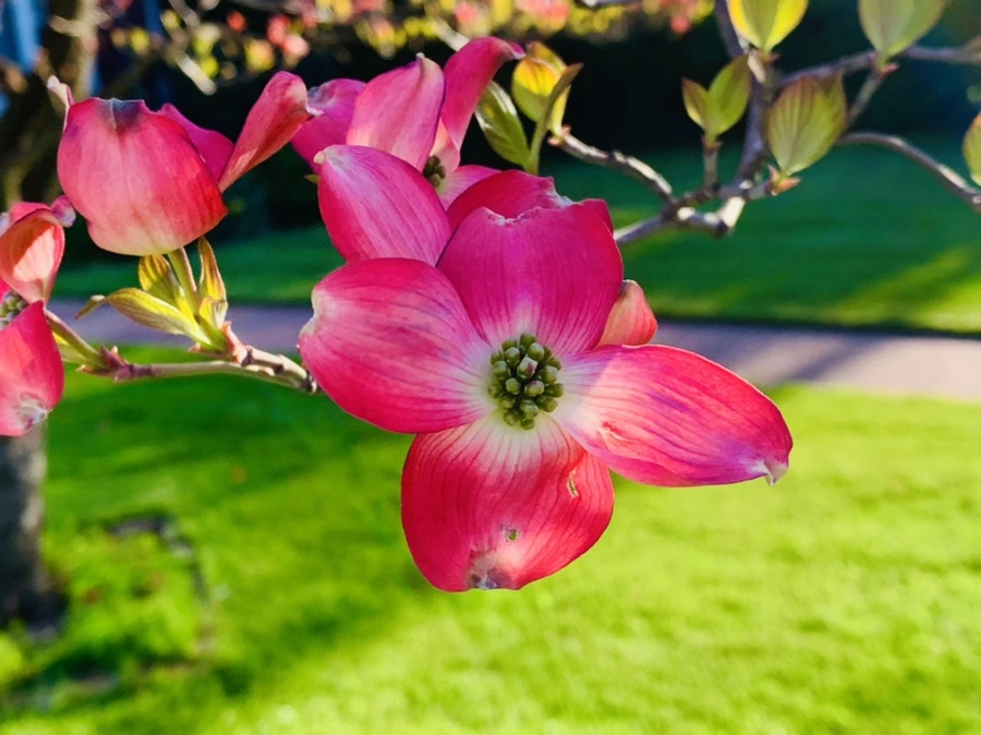 IMG_4075.jpg?type=w966