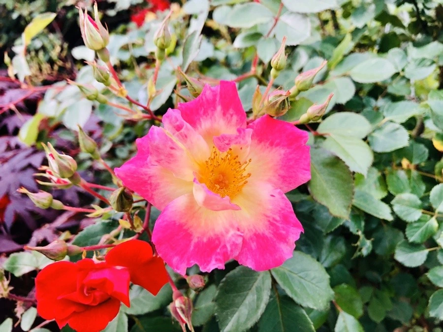 XqO1jd1kdoQbbV56jWDk7kumVSI