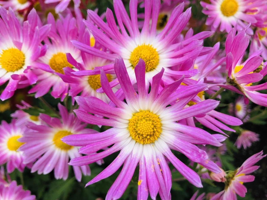 IMG_2793.jpg?type=w966