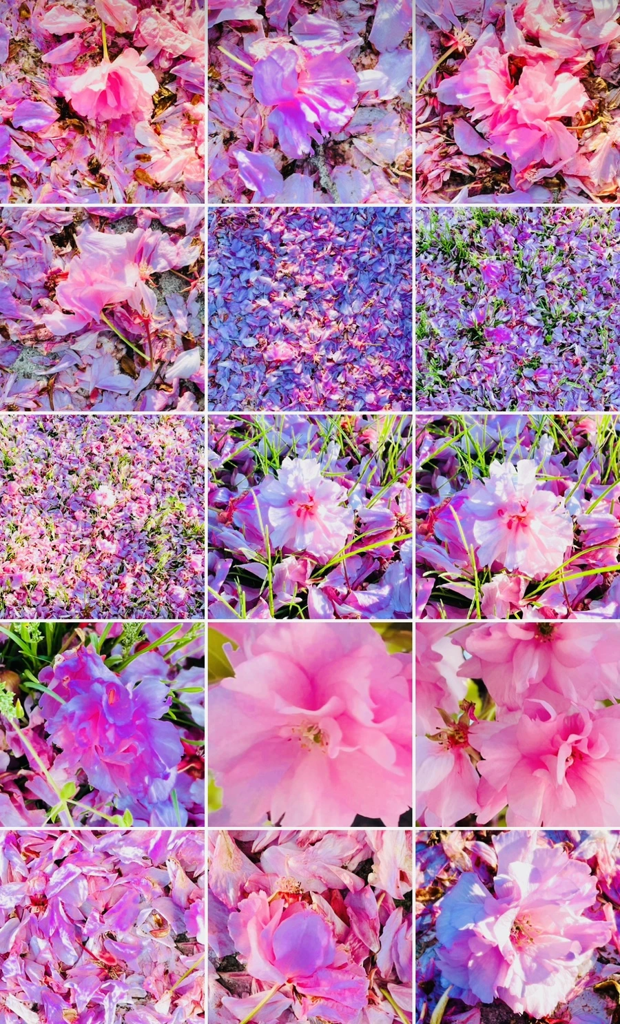 IMG_6192.jpg?type=w966