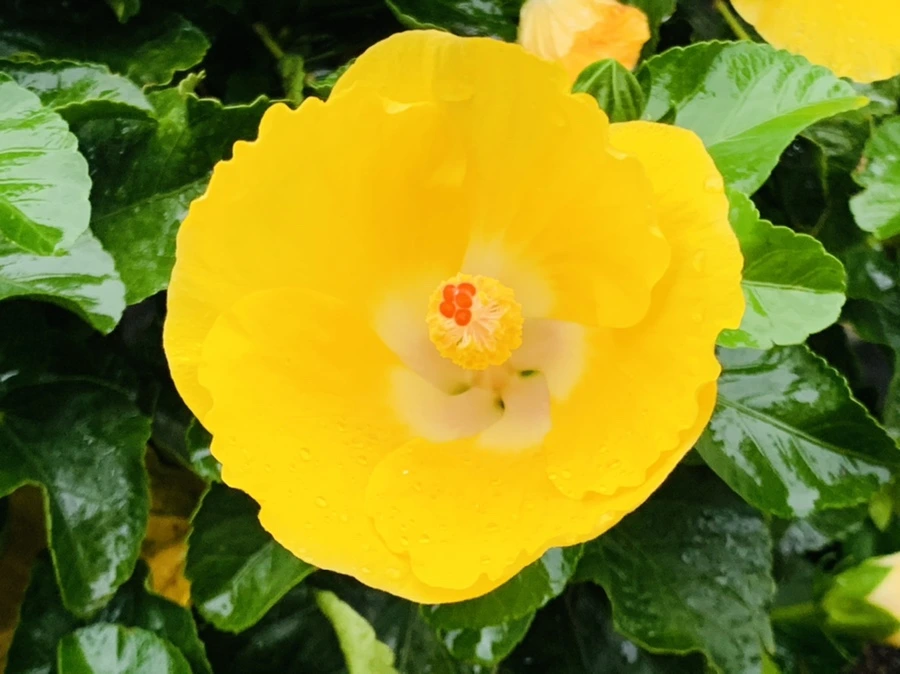 IMG_3641.jpg?type=w966