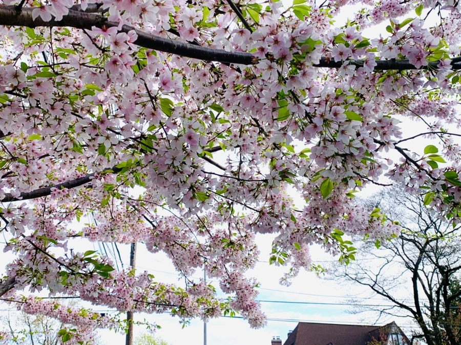 IMG_3161.jpg?type=w966