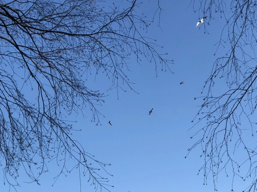 IMG_1160.jpg?type=w966