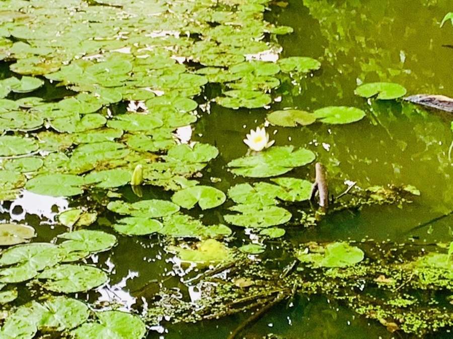 IMG_7789.jpg?type=w966