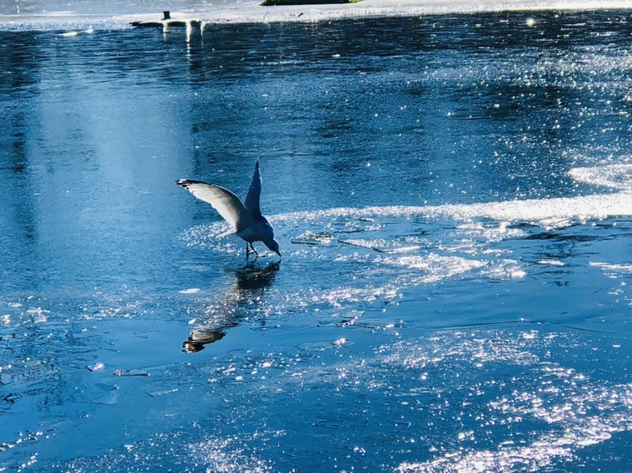 IMG_8068.jpg?type=w966