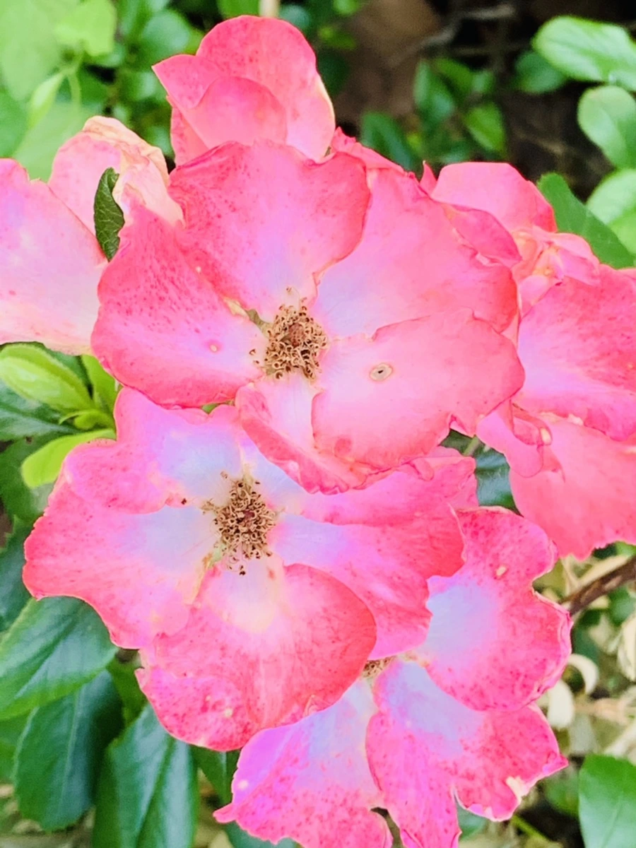 IMG_5951.jpg?type=w966