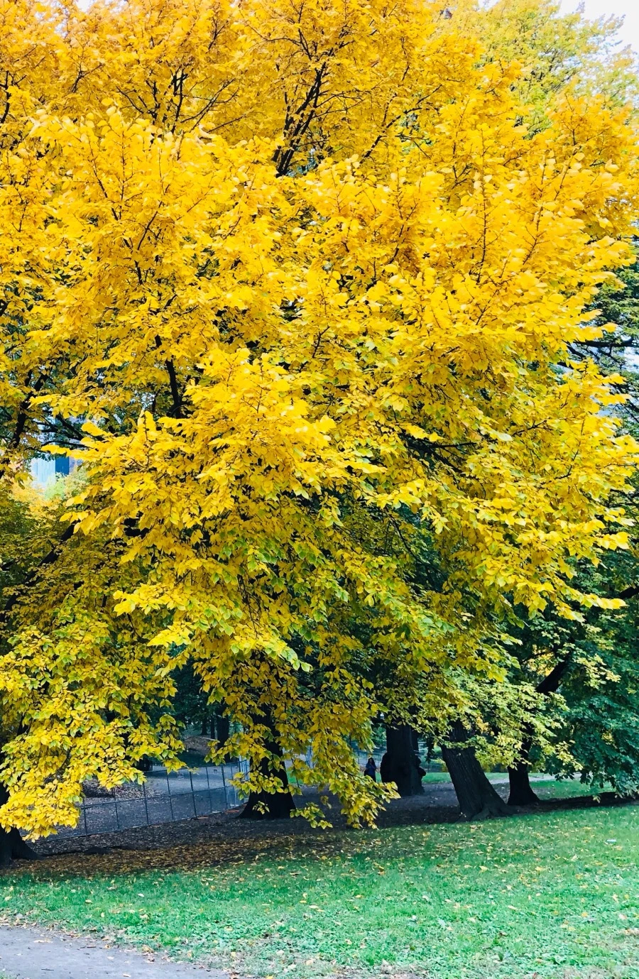 IMG_7275.jpg?type=w966