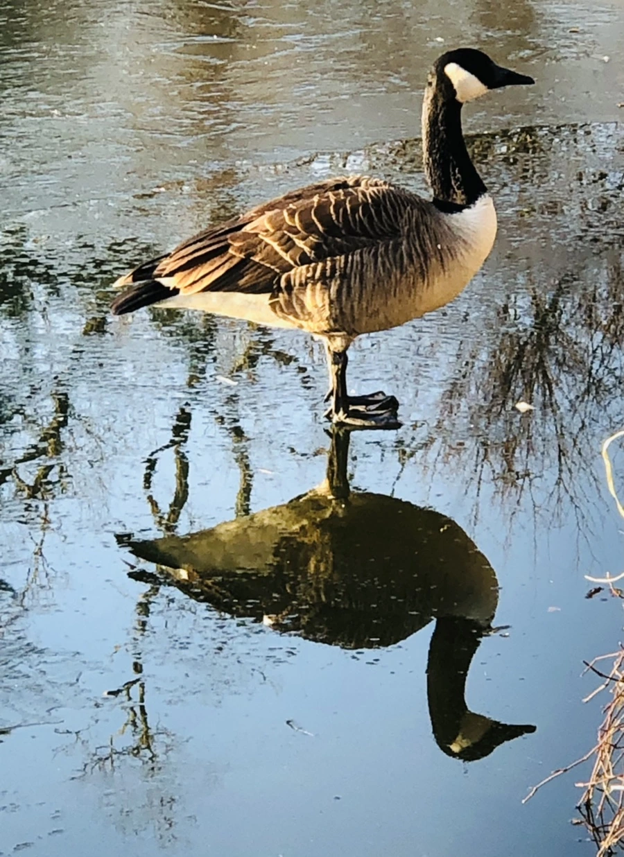 IMG_2252.jpg?type=w966