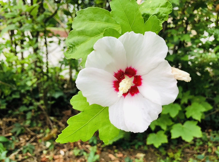 IMG_4183.jpg?type=w966