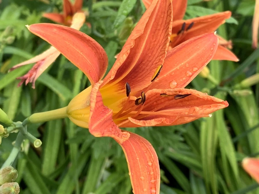 IMG_3599.jpg?type=w966