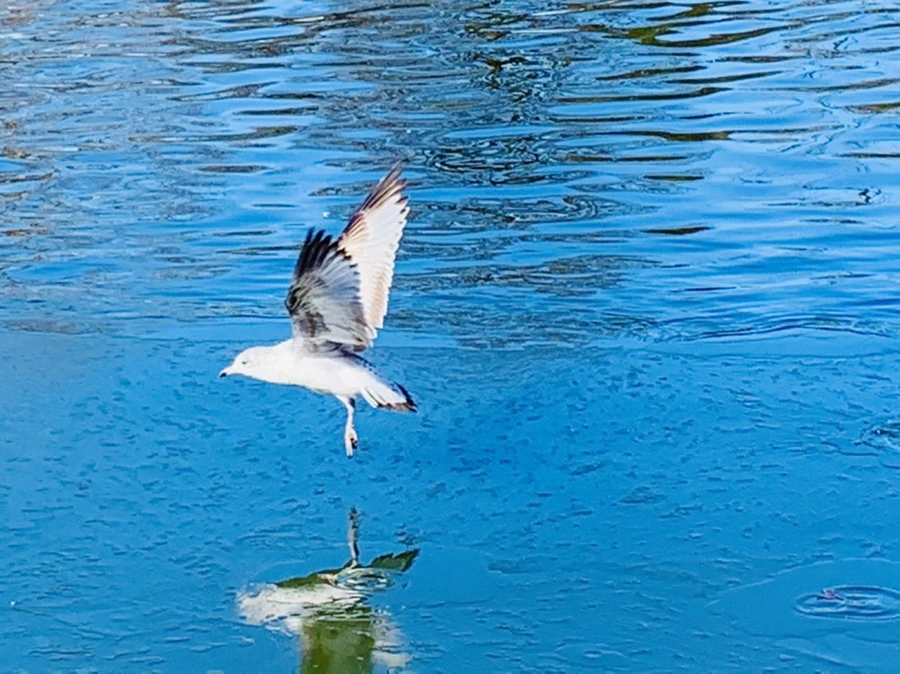 IMG_9064.jpg?type=w966