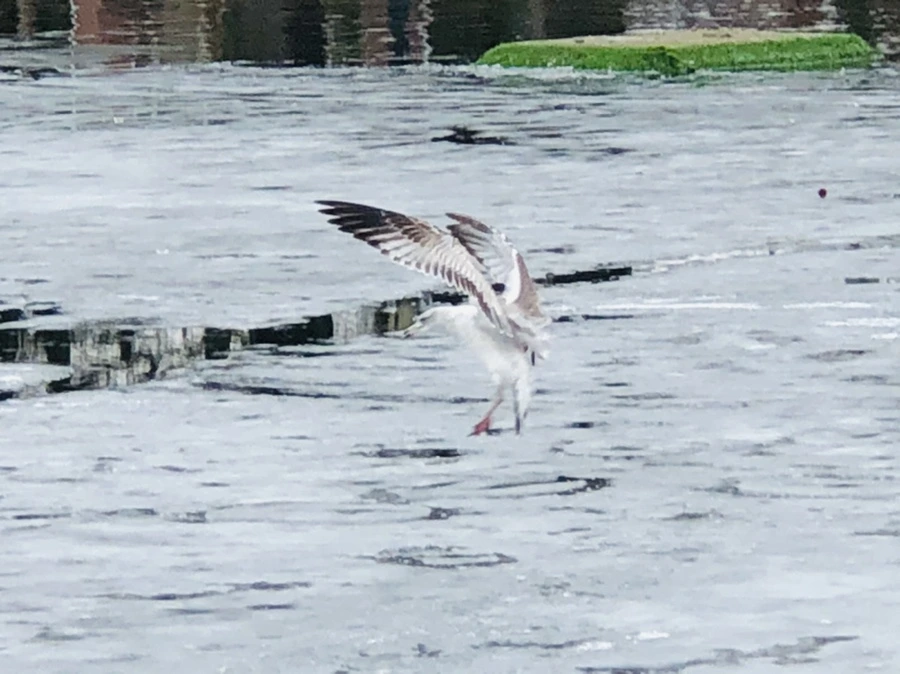 IMG_6396.jpg?type=w966