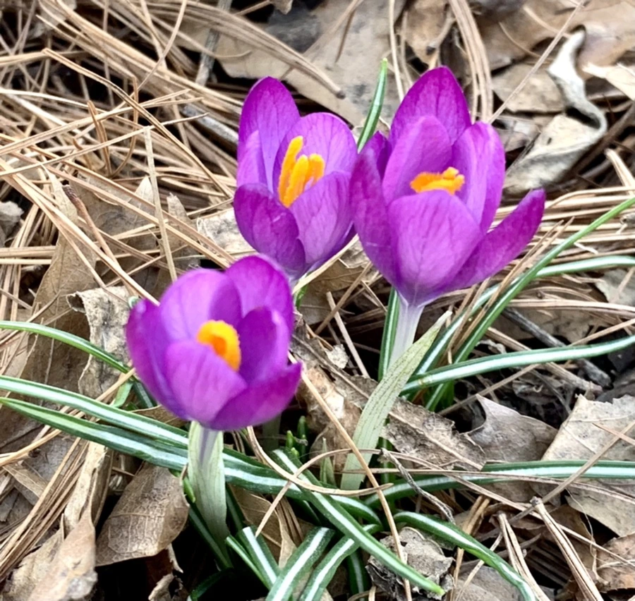 IMG_1259.jpg?type=w966