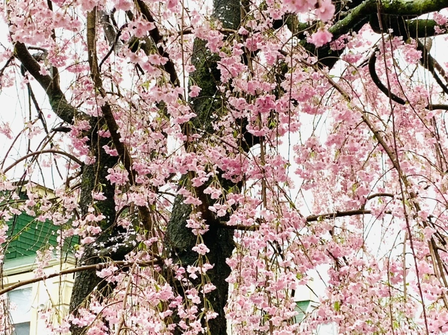 IMG_2305.jpg?type=w966