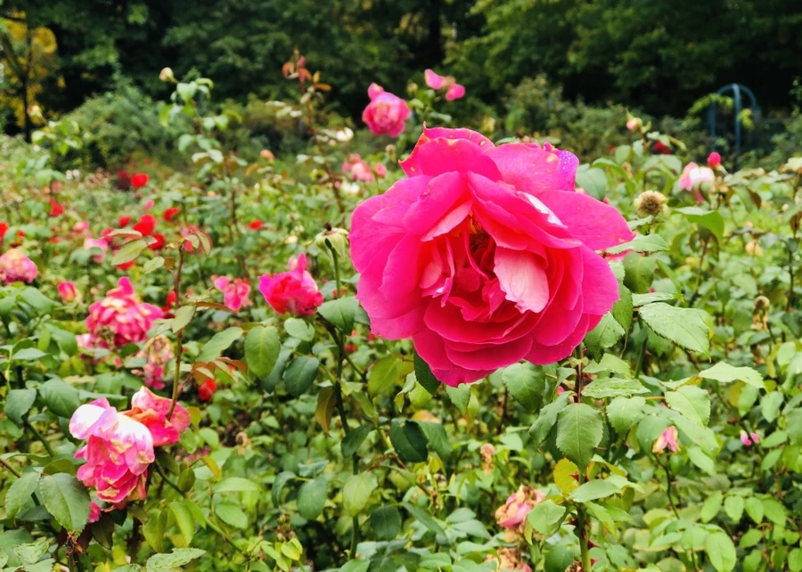 IMG_2257.jpg?type=w966