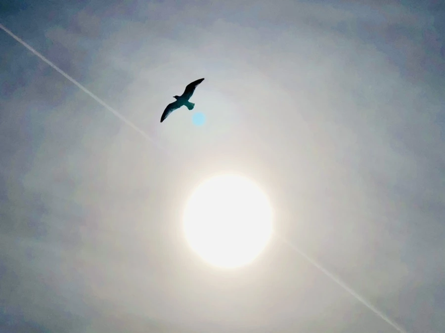 IMG_3151.jpg?type=w966