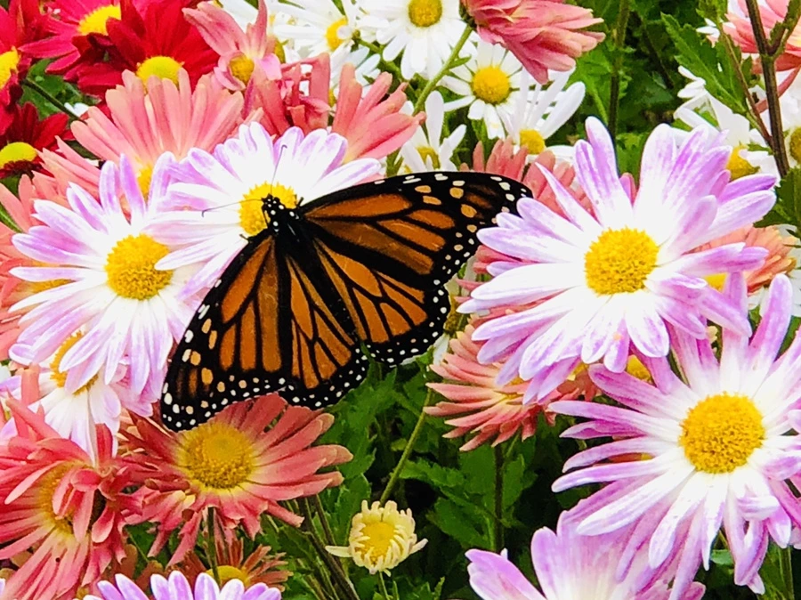 IMG_2727.jpg?type=w966