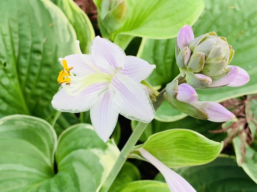 IMG_5724.jpg?type=w966