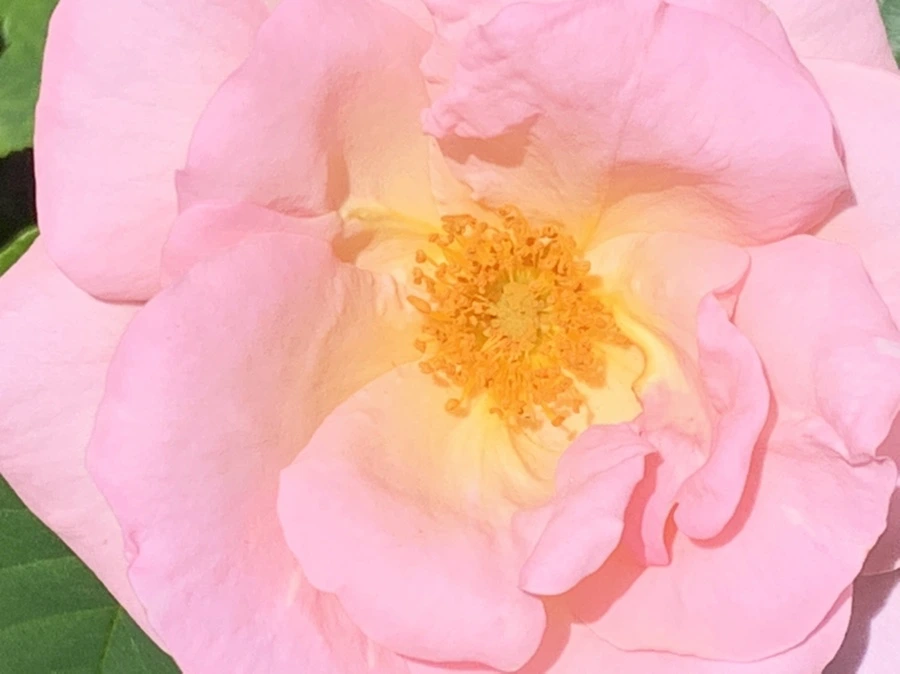 IMG_5877.jpg?type=w966