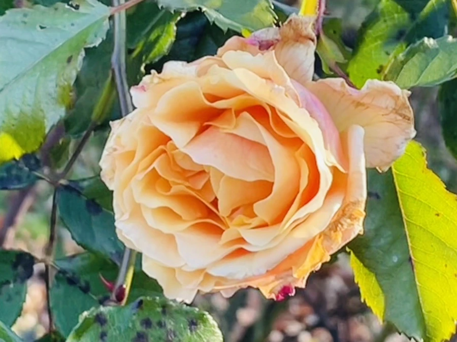 IMG_6004.jpg?type=w966