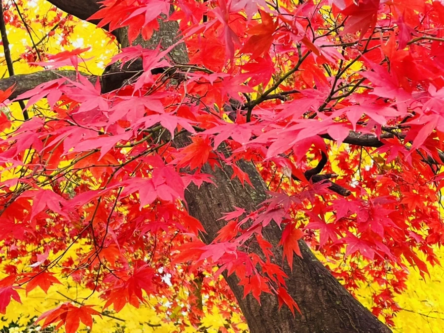 IMG_4414.jpg?type=w966