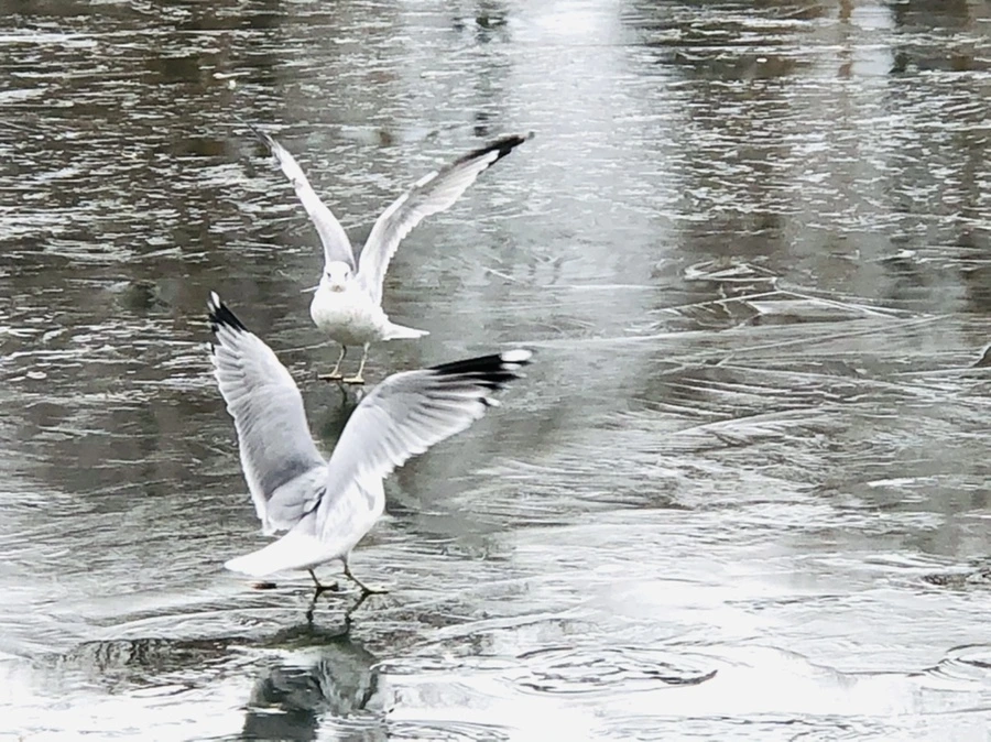 IMG_8960.jpg?type=w966