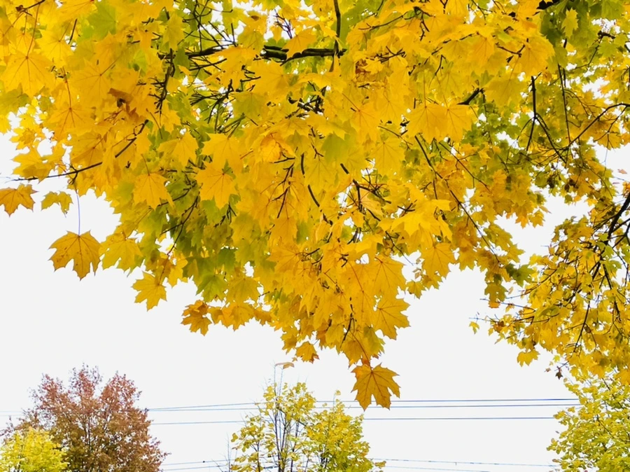 IMG_5173.jpg?type=w966