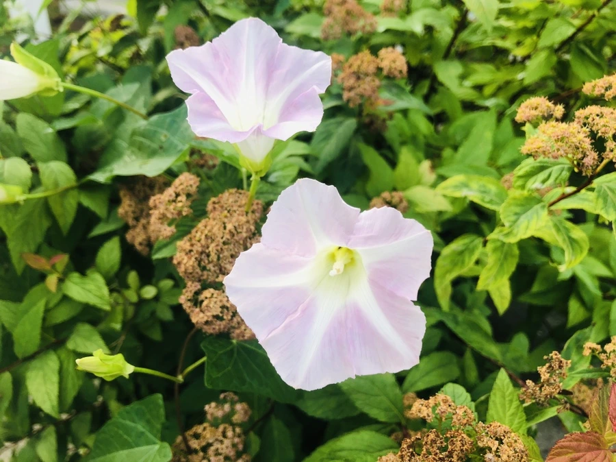 IMG_0942.jpg?type=w966