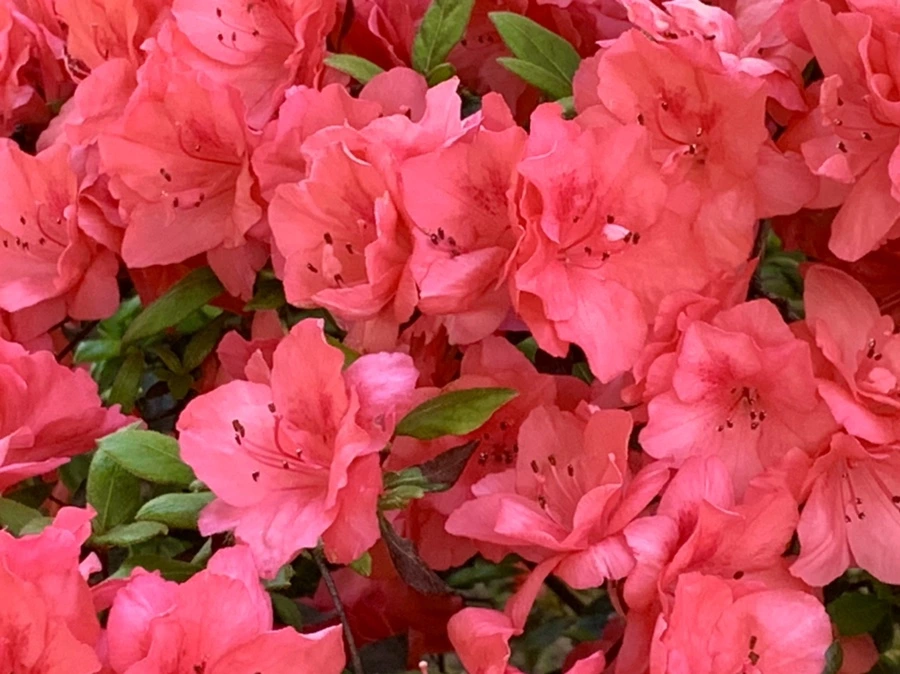 IMG_1958.jpg?type=w966