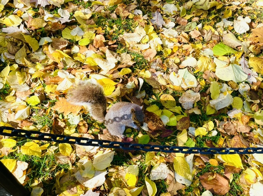 IMG_2598.jpg?type=w966