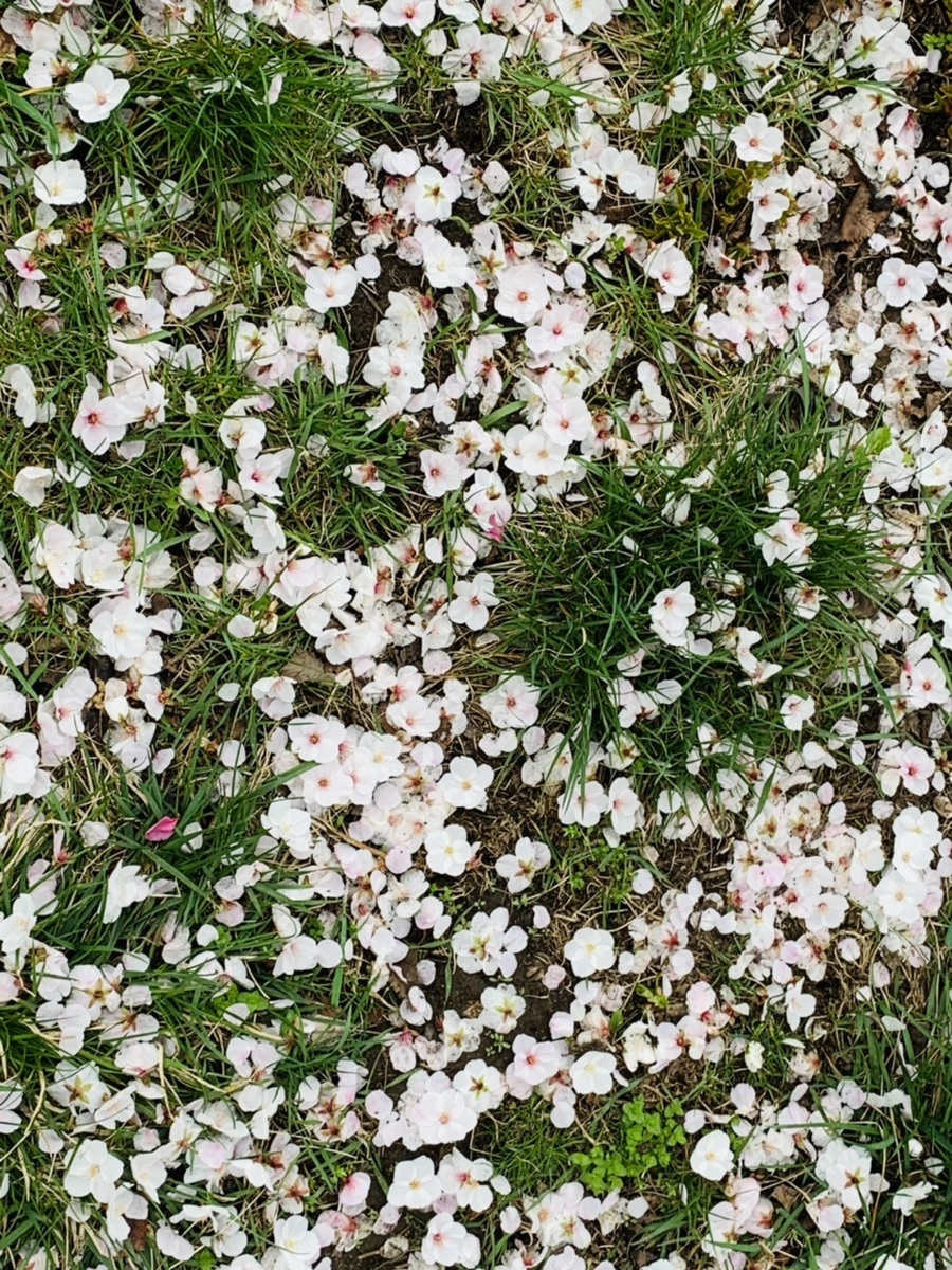 IMG_1297.jpg?type=w966