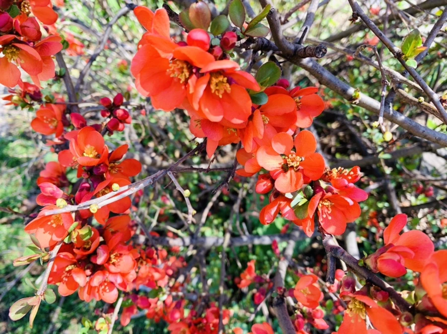 IMG_8487.jpg?type=w966