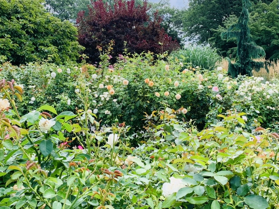 IMG_4996.jpg?type=w966