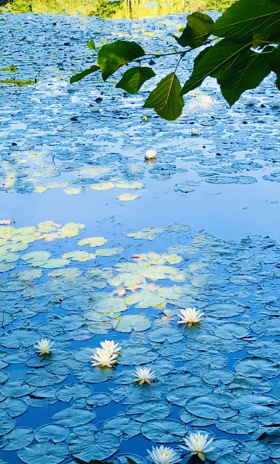 IMG_3794.jpg?type=w966